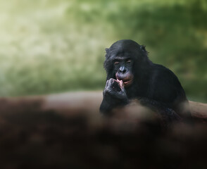Reflexive Bonobo Ape (pan paniscus)