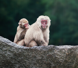 Obraz premium Japanese Macaque or Snow Monkey Grooming (macaca fuscata)