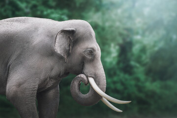 Male Asian Elephant (elephas maximus)
