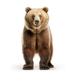 bear animal on a white background