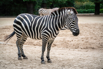 Fototapeta na wymiar Grants Zebra (equus quagga boehmi)