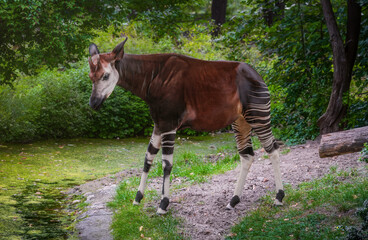 Beautiful Okapi standing (okapia johnstoni)