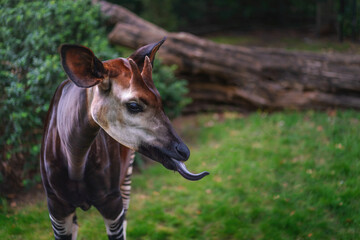 Okapi showing blue tongue (okapia johnstoni)