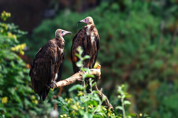 Hooded Vulture Couple (necrosyrtes monachus)