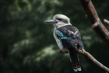 Laughing Kookaburra bird (dacelo novaeguineae)