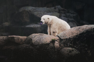 Polar Bear showing blue tongue (ursus maritimus)