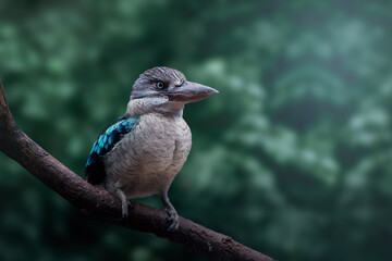 Blue Winged Kookaburra (dacelo leachii)