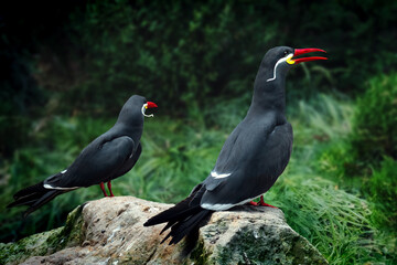 Inca Tern Birds (larosterna inca)