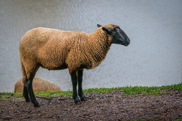 Black Head Domestic Sheep on a farm