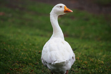 Naklejka na ściany i meble White Emden Goose (Anser domesticus)