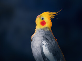 Colorful Cockatiel bird on a blue background (Nymphicus hollandicus)