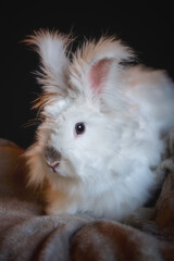 Beautiful Fluffy White Angora Rabbit