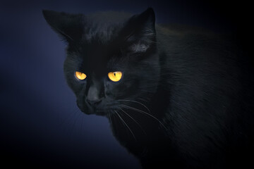 Black Cat Portrait on a blue background