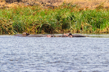 Group of hippos (Hippopotamus amphibius) in a lake in Ngorongoro Crater national park, Tanzania