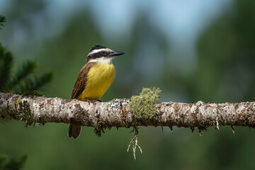 Great Kiskadee bird (Pitangus sulphuratus)