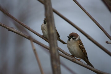 Sparrow sitting on a branch