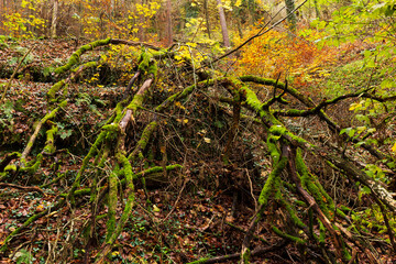 Colorful autumn Landscape in the Central Bohemian Region of the Czech Republic, Kokorin