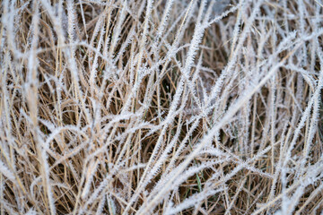 Frost-Kissed Serenity: Grass Blanketed in First Frost, Painting a Crisp Winter Wonderland Scene.