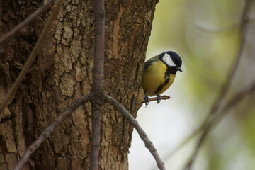 Titmouse on a tree