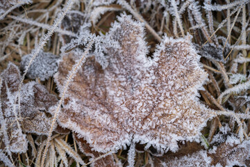 Nature's Elegance: Close-Up View of Frost-Covered Tree Dry Brown Leaves on Ground, Winter Tranquility.