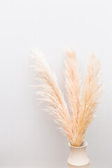 Fototapeta premium Bunch of pampas grass in vase, styled in home