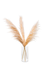 Dried pampas grass bunch on white background