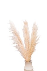 Fototapeta premium Dried pampas grass bunch on white background