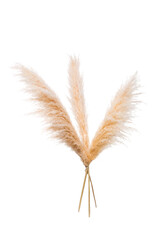 Dried pampas grass bunch on white background