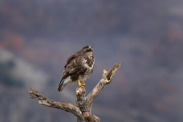 Common buzzard in Rhodope mountains. Buteo buteo in the rockies mountains during winter. Common brown buzzard near the prey. 