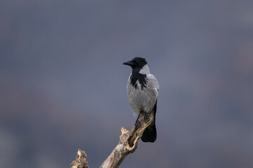 Obraz premium Hooded crow in Rhodope mountains. Scald crow in the rockies mountains during winter. Crow with gray belly and black head. 