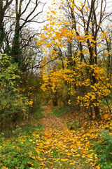 Fototapeta premium Colorful autumn Landscape in the Central Bohemian Region of the Czech Republic, Kokorin