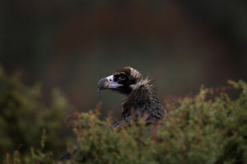 Reintroducing cinereous vulture in Rhodope mountains. Black vulture on the top of Bulgaria mountains. Ornithology during winter time.	