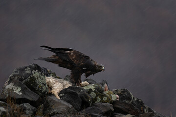 Golden eagle in Rhodope mountains. Aquila chrysaetos in the rockies mountains during winter. King of the sky is relaxing on the stone..
