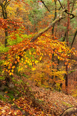 Colorful autumn Landscape in the Central Bohemian Region of the Czech Republic, Kokorin