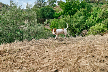 Small cute Jack Russell Terrier spending time outdoors with his owner in scenic mountain nature.