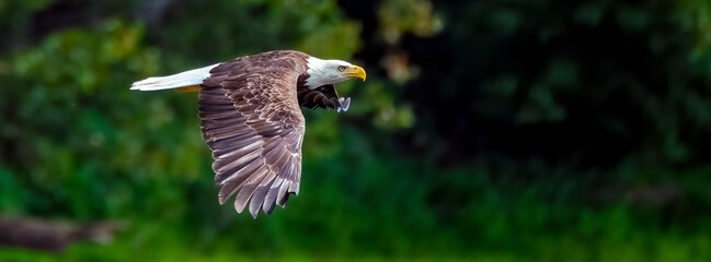 A bald eagle in flight with wings spread and eyes looking forward.