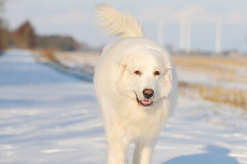 dog great pyrenees running in the snow - 681268231