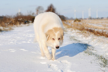 dog great pyrenees running in the snow - 681268235
