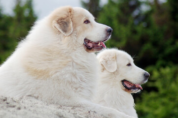 friendship between two dogs, the Pyrenean Mountain Dogs lying in the nature - 681268241