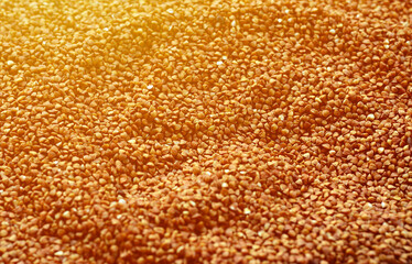 Background texture of a large pile of buckwheat. Many buckwheat grains close-up in daylight