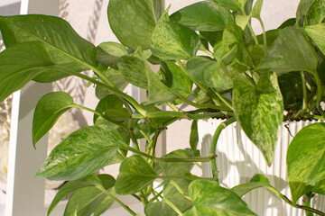 Home decorative plant in the room	