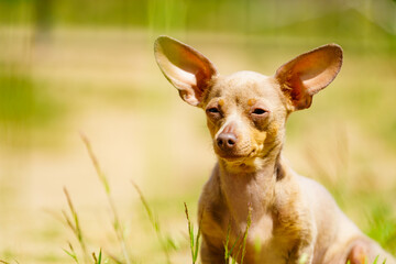 Small dog outdoors