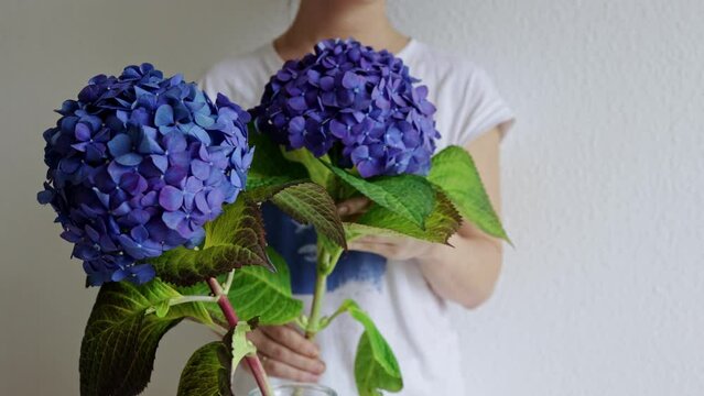 Wonderful blooming blue Hydrangea arborescens or smooth hydrangea. Woman florist decorates flowers at home. Making beautiful flower bouquet