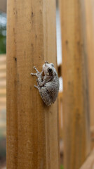 Small white frog on deck