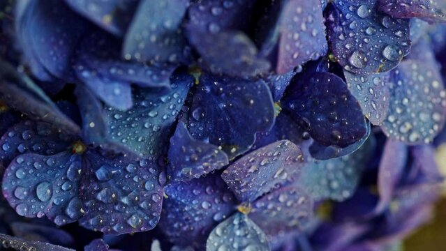 Blue indigo pink purple hortensia close-up. Macro drops. Floral background. Watering hydrangea at home. 