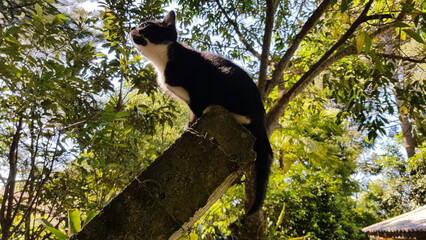 A tiny and curious cat observing the trees.