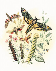 Digital watercolor butterflies. Perfect for adding a touch of nature's beauty to your projects. Ideal for backgrounds, cards, and more. 