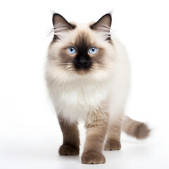Birman, Himalayan, Ragdoll Cat Kitten Isolated on White Background - Generative AI