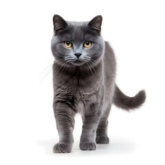 English Blue, British Shorthair Cat Kitten Isolated on White Background - Generative AI