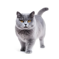 English Blue, British Shorthair Cat Kitten Isolated on White Background - Generative AI